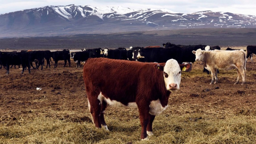 Calidad: el factor común en el diverso mapa de carnes de vacuno en Chile