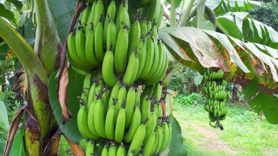 Fortalecen la producción bananera y se proyectan obras estratégicas para el sector