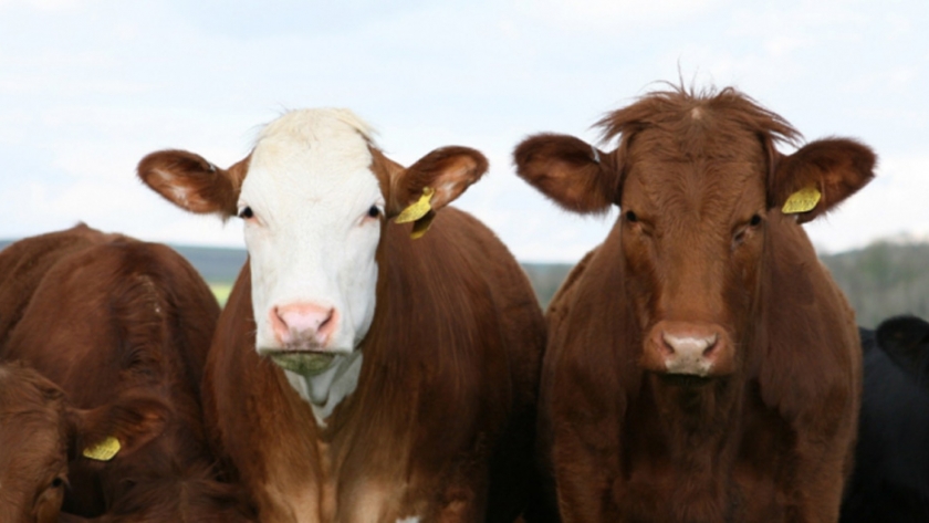 El Centro de Biotecnología ganadera capacitará a productores, veterinarios y estudiantes de escuelas agrotécnicas