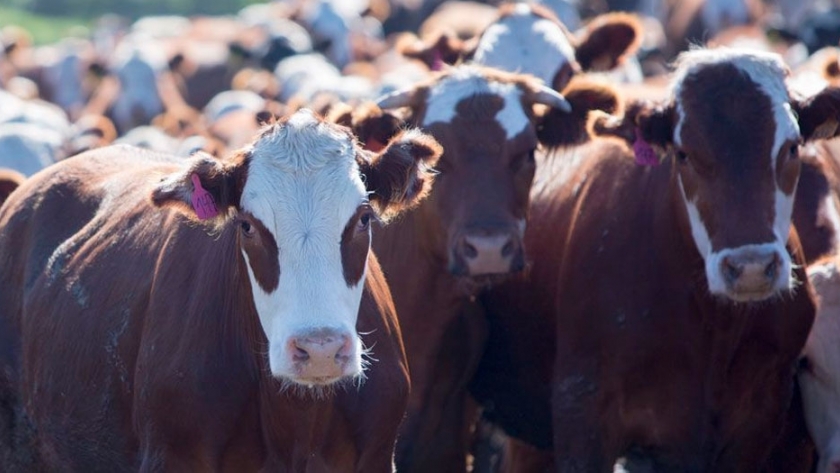 La mitad de la tierra habitable de nuestro planeta se destina a la agricultura