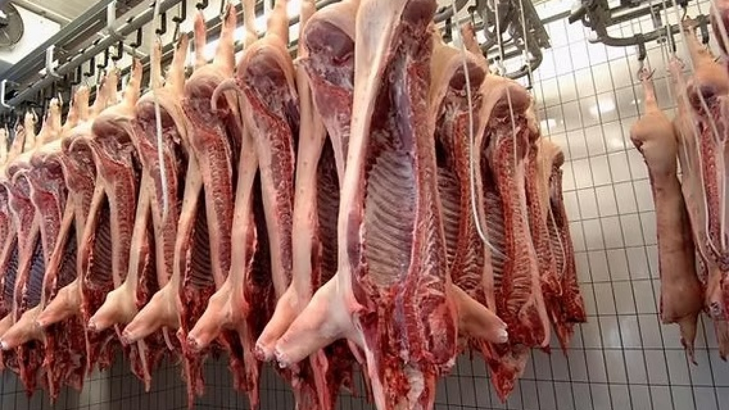 SENASA refuerza los controles sanitarios en establecimientos porcinos del norte bonaerense