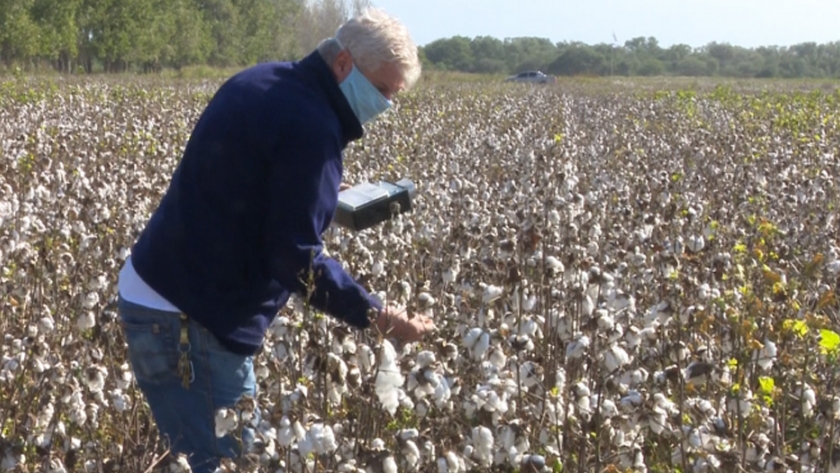 Control biológico en el cultivo de algodón: conociendo a los "bichos buenos"