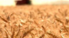 Corrientes impulsa la exportación directa de trigo a Brasil