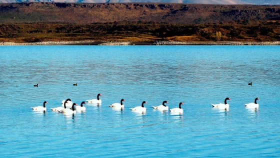 Biodiversidad en el Parque Nacional Laguna Blanca