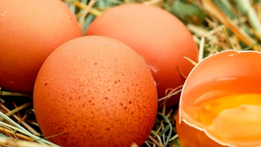 Huevos de gallina para salvar terneros