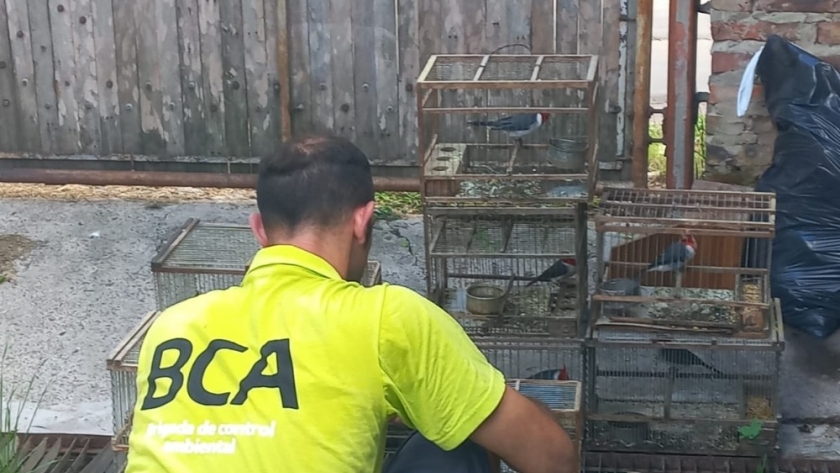 La Brigada de Control Ambiental rescató aves silvestres que estaban en cautiverio en Benavídez