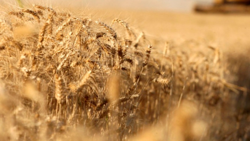 El cultivo de trigo en Rusia y su rol en el mercado climático