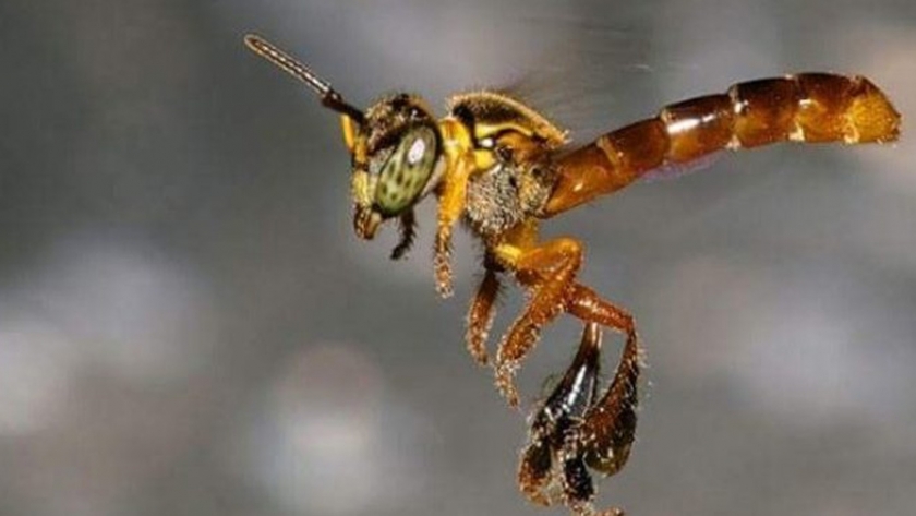 Investigadores brasileños completan la secuenciación del genoma de abejas nativas sin aguijón