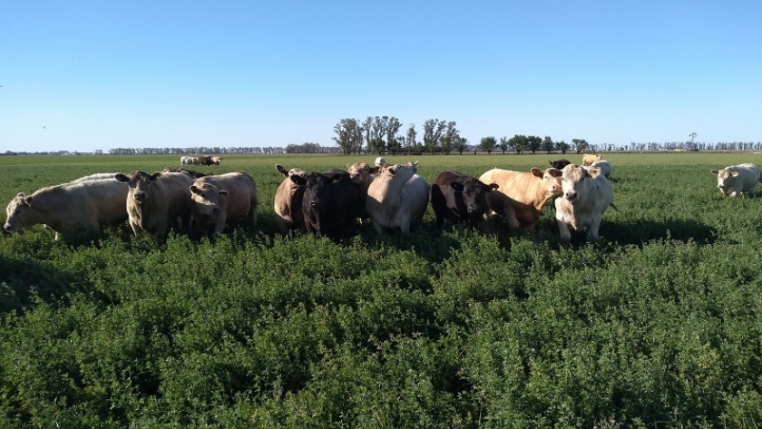 Aumentar el peso de faena para producir más carne