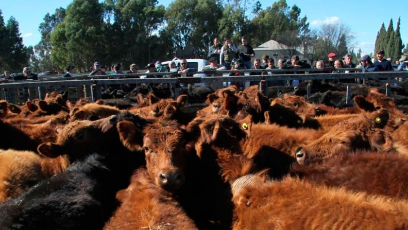 La Sociedad Rural organizará remates de hacienda pero no hará la Exposición