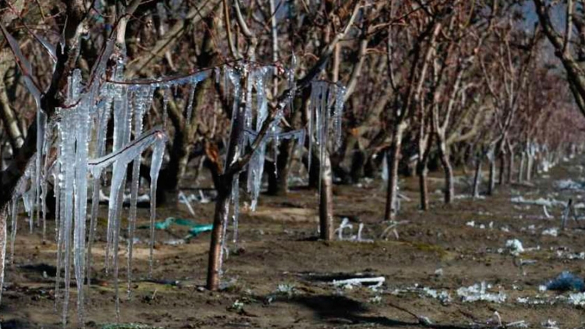 Por heladas, declaran la emergencia agropecuaria en Mendoza