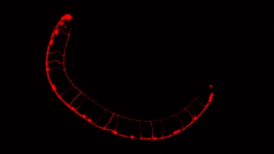 Identifican cómo se vinculan ciertas mutaciones genéticas con alteraciones del neurodesarrollo