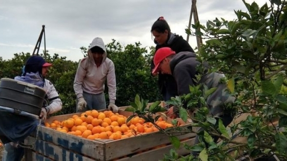 Comenzó la cosecha en el NEA y los citrícolas recuperan rentabilidad, pero no es gracias al Dólar Agro: “Tendrá un impacto menor en la actividad”, evaluó el productor Fernando Borgo.