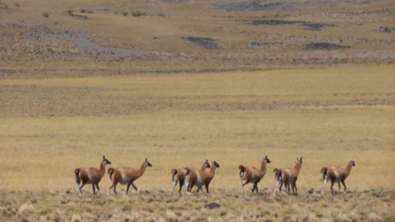 Mendoza amplía La Payunia con 40 mil hectáreas para la conservación del guanaco