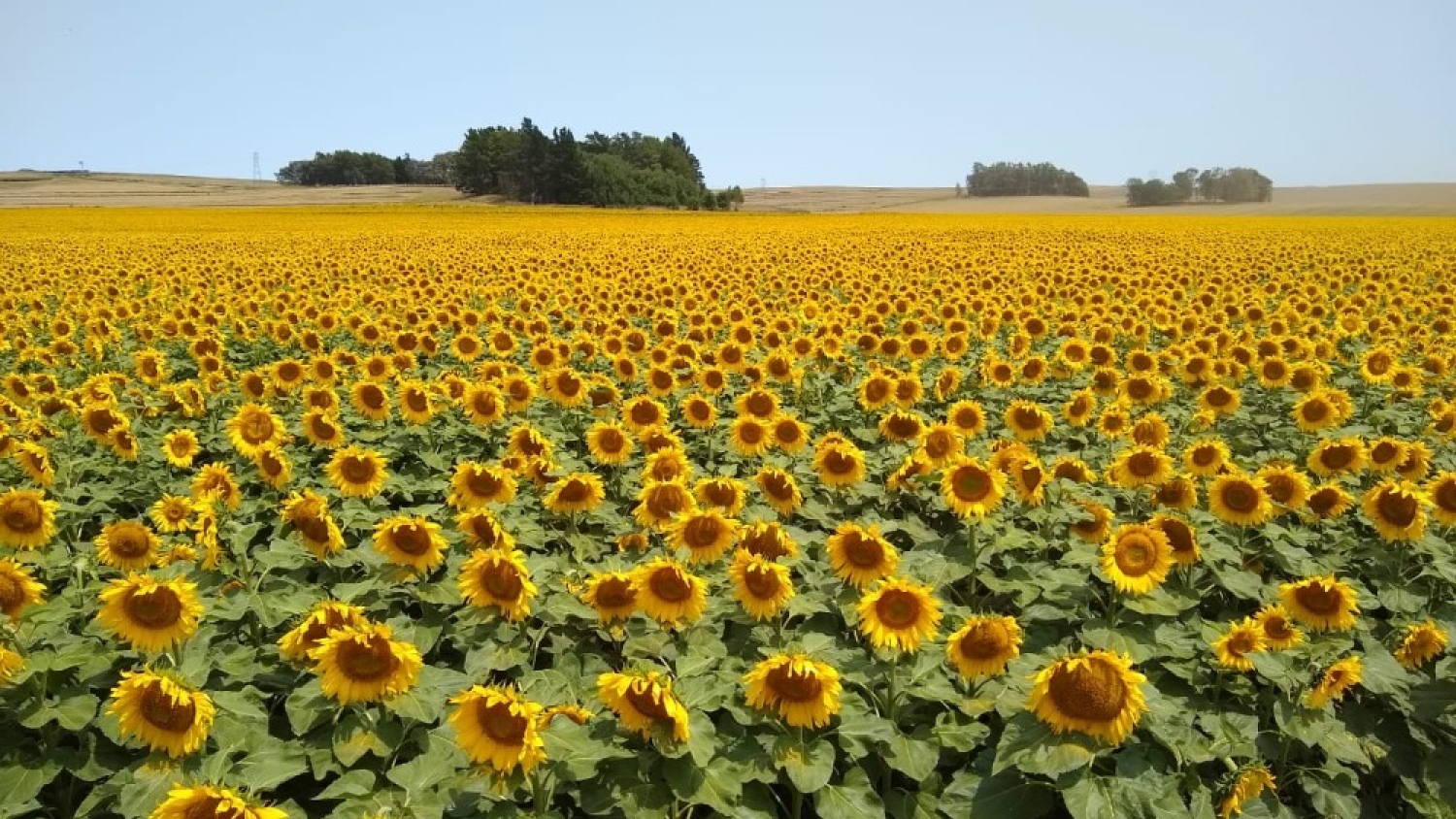 Charla virtual gratuita:  