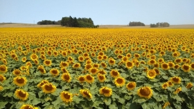 Charla virtual gratuita:  