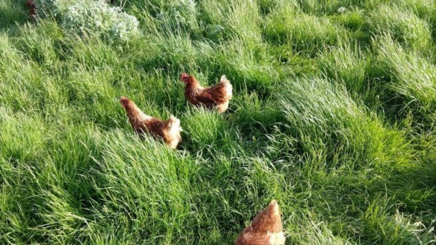 Huevos libres de jaula: solo un tercio completó la transición
