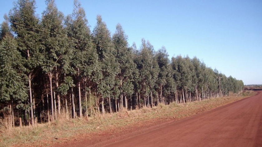 Destinan $ 29.500.000 para proyectos de inversión forestal en la provincia de Corrientes