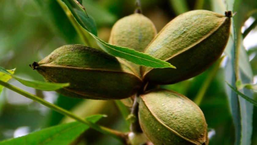 La reina entre todas las nueces