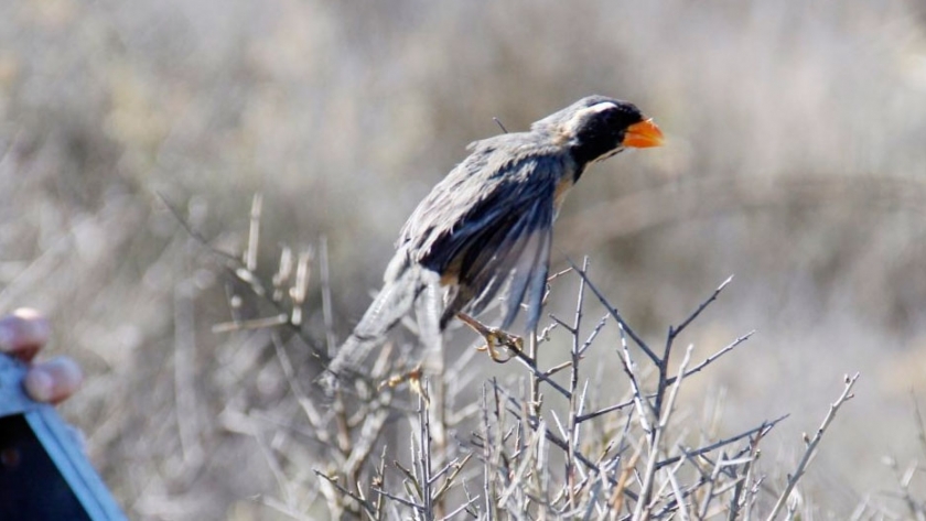 Aves silvestres, previsoras de problemas ambientales