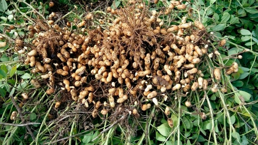 El maní puede mejorar hasta un 10% su calidad confitera y rendir 500 kilos más por hectárea gracias a las biosoluciones