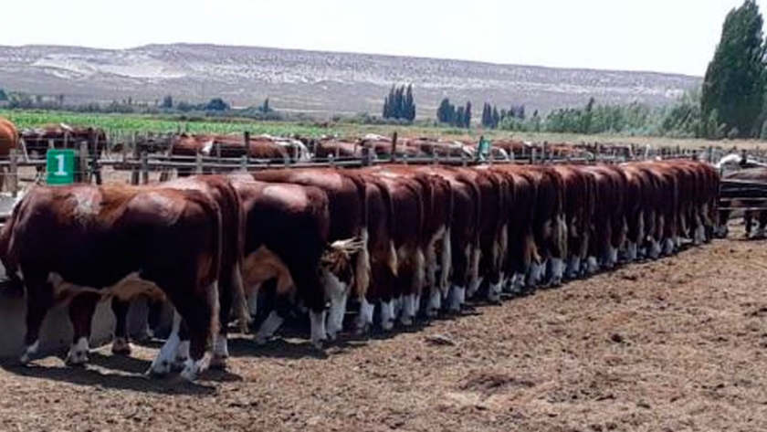 Macho Entero Joven, una nueva categoría eficiente en bovinos
