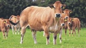 La genética francesa para carne bovina