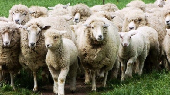 Carne ovina argentina llega a Kuwait con un nuevo envío certificado desde Corrientes