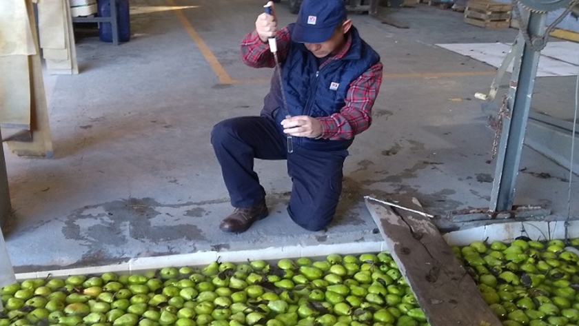 Pautas de higiene en empaque para reducir pérdidas de frutas en poscosecha