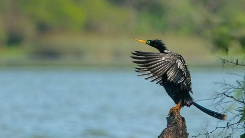 Salta se destacó en el Gran Día de observación de aves