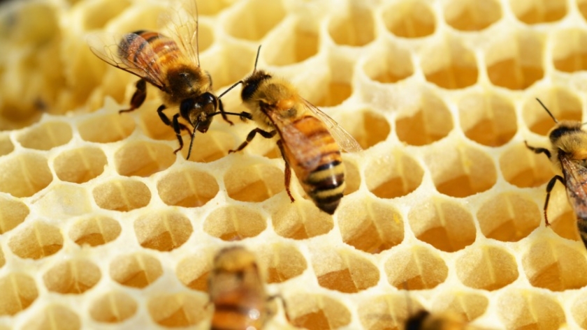 Evaluación de parámetros productivos en abejas reinas adaptadas regionalmente