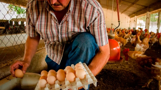 Producción avícola sustentable: claves para producir huevos agroecológicos