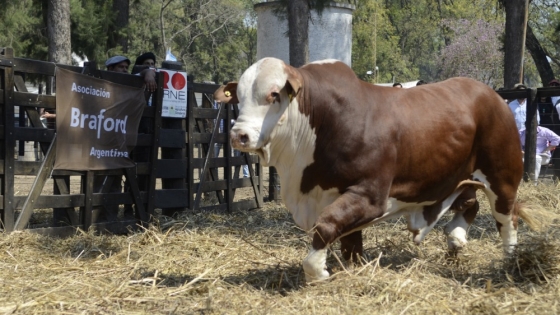 Crecen un 15% las ventas de toros y la ganadería argentina apuesta a la genética