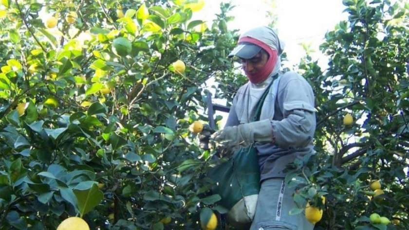 Hasta el 28 de setiembre se realizará el empadronamiento del Programa Intercosecha sector Citrus