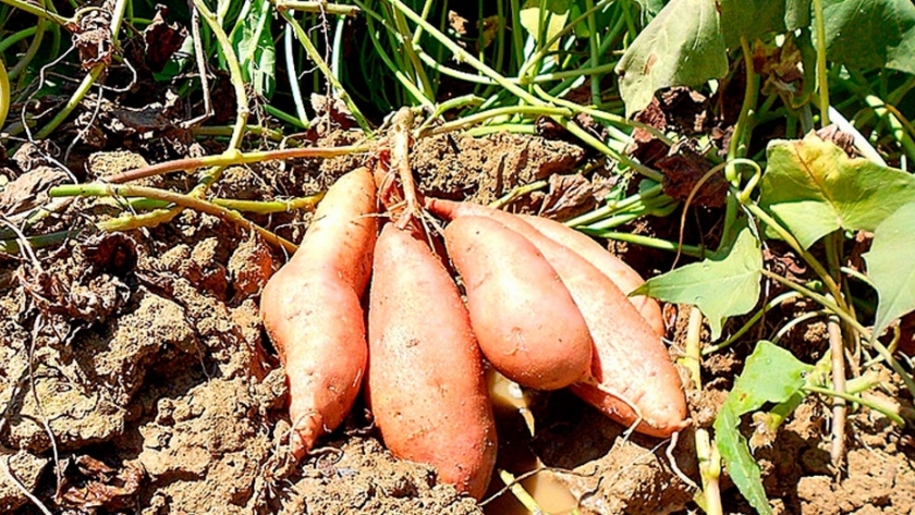 La Batata también rinde