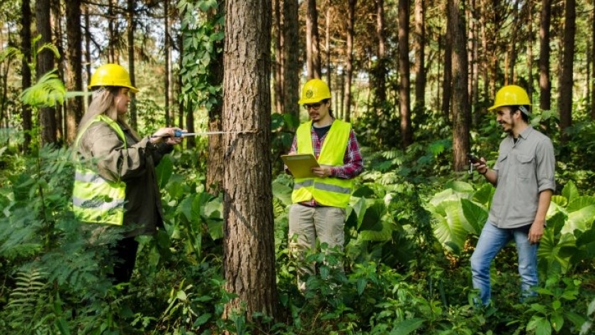 Ciencias Forestales: nuevo perfil en la Universidad Nacional de Misiones