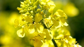 Desarrollarán aceite en base a Brassica Carinata para producción de biocombustibles con 70% menos de polución