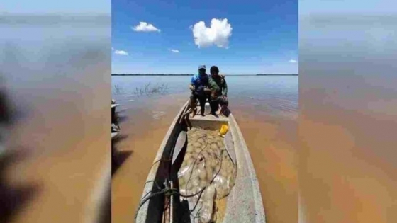 Río Paraná: pescaron una raya gigante de 150 kilos en una zona que limita con Corrientes