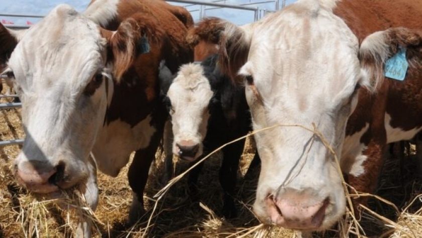 Crece el precio y la demanda de carne a nivel mundial