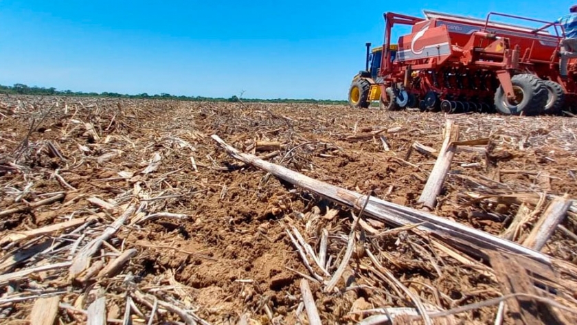 Producción relevó en Córdoba lotes del programa semillero de algodón