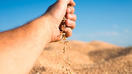 Por la sequía y el faltante de semillas, el INASE habilitó dos pasos clave en soja y cebada