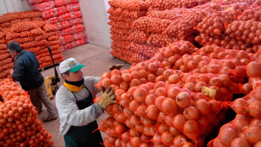 Agricultura simplificó los trámites para exportar cebolla fresca