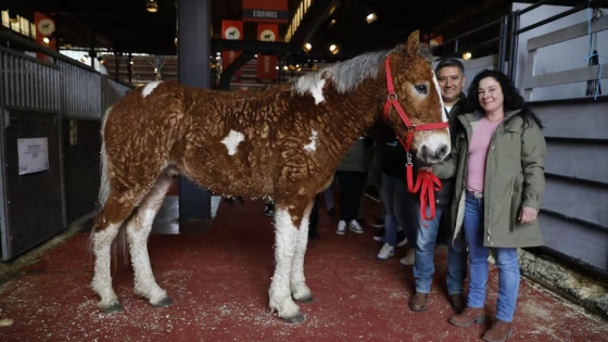 Es paciente y amable: el extraño caballo con rulos que llegó por primera vez a la Rural