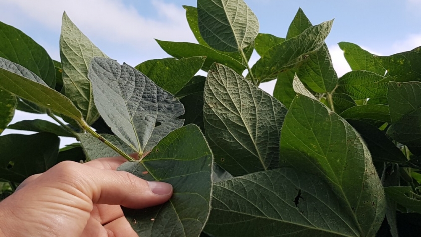 En Venado Tuerto se cosechó el primer lote de soja con la genética que se viene y logró 5.200 kilos