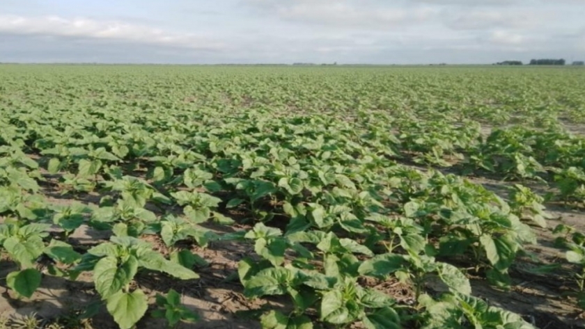 No se alcanzarían las previsiones de siembra del girasol y maíz temprano en el centro norte de Santa Fe