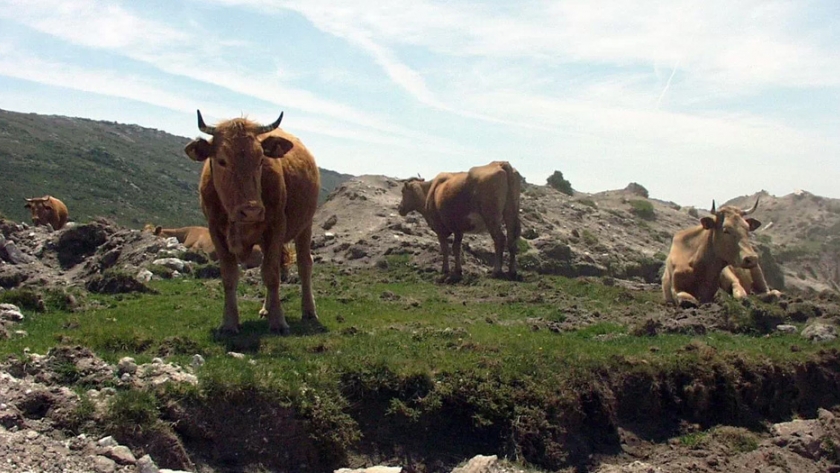 Bruselas da la puntilla a los ganaderos al proponer reducir el consumo de carne