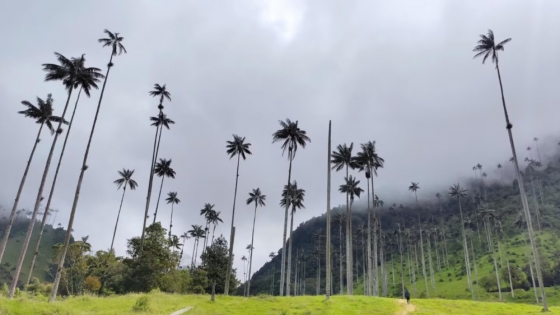 El récord mundial de la palma de cera del Quindío, el árbol nacional de un país clave en el ecosistema