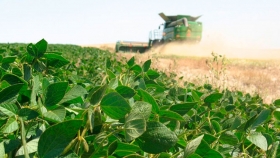 Tras su aprobación en EE.UU., la soja tolerante a sequía se lanzará al mercado en 2020