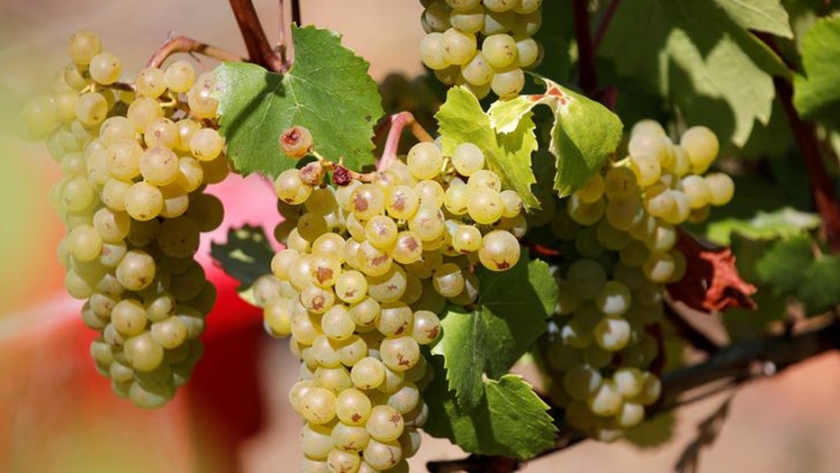 La producción de vino de Francia se recuperará tras la débil cosecha en 2019