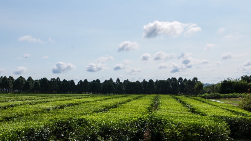 El Ministerio del Agro invita a conocer la experiencia del té